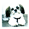 Dog shih tzu